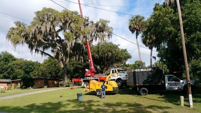 12 Tree Cutting Crane Work